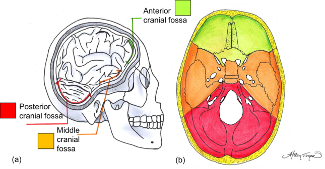 Cranial Fossae Foramina Of The Skull
